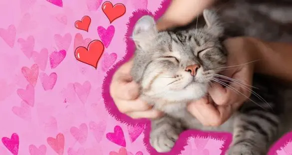 sleeping cats meanings