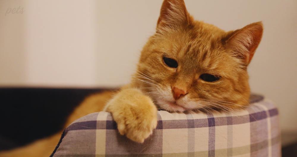 bordium and lack of stimulation in cat